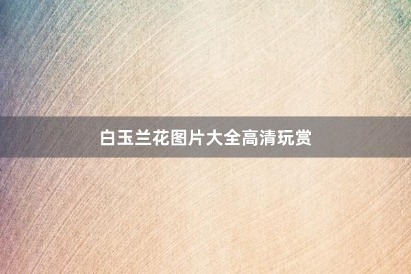 白玉兰花图片大全高清玩赏